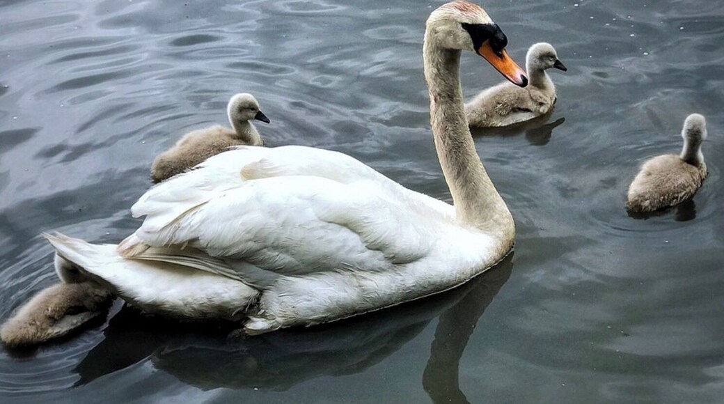 Mother Swan and her young