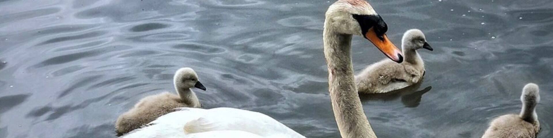 Mother Swan and her young