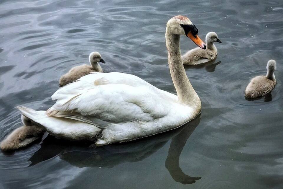Um cisne nada com seus filhotes em um corpo d'água.