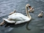 Mother Swan and her young