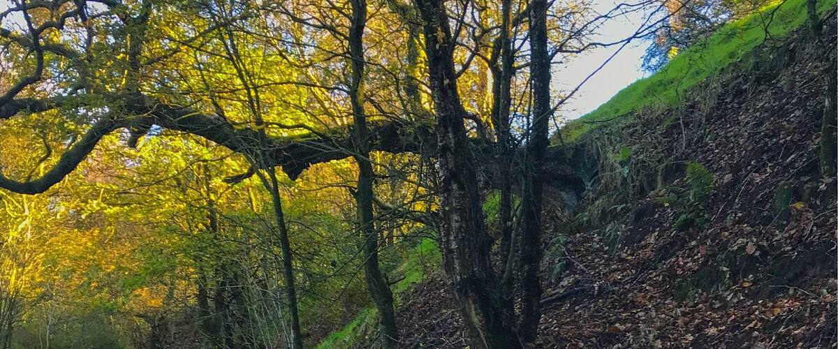 A glimpse of blue sky reflected amongst the Autumn gold.