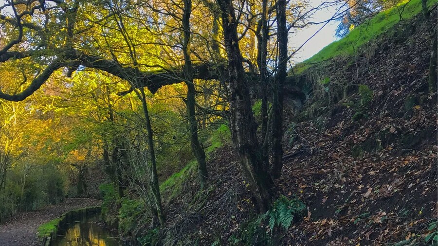 A glimpse of blue sky reflected amongst the Autumn gold.