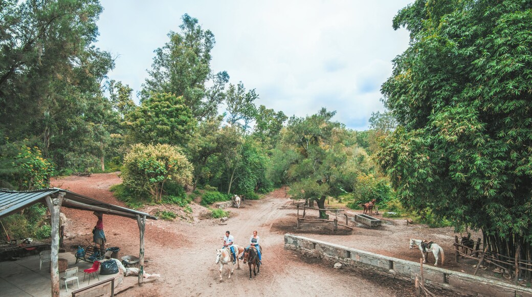 Guadalajara_BosqueLosColomos_6250436_4