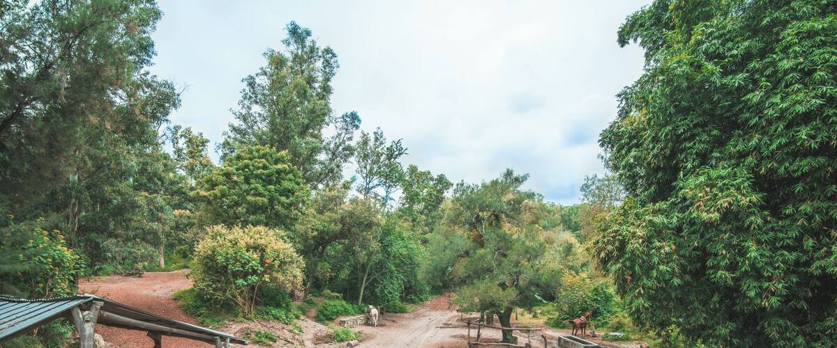 Guadalajara_BosqueLosColomos_6250436_4