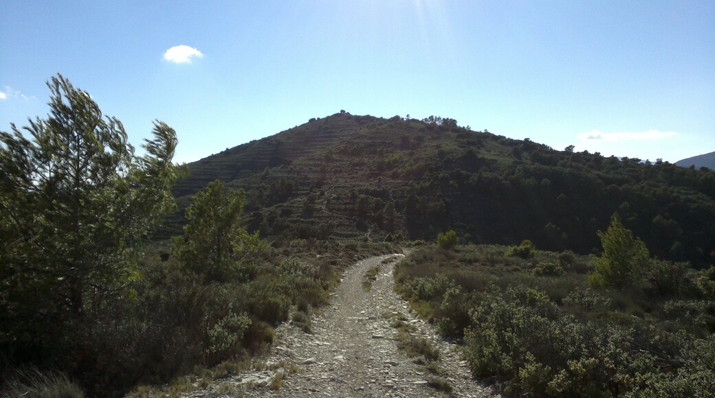 Cim de la Carrasqueta desde Els Plans