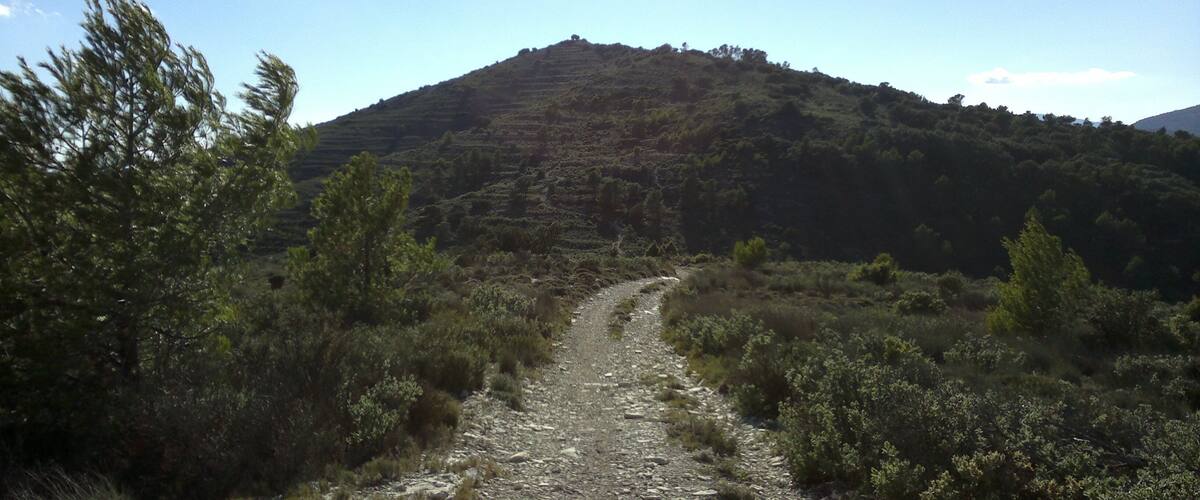A dirt path leading up a hill with dense vegetation on either side.