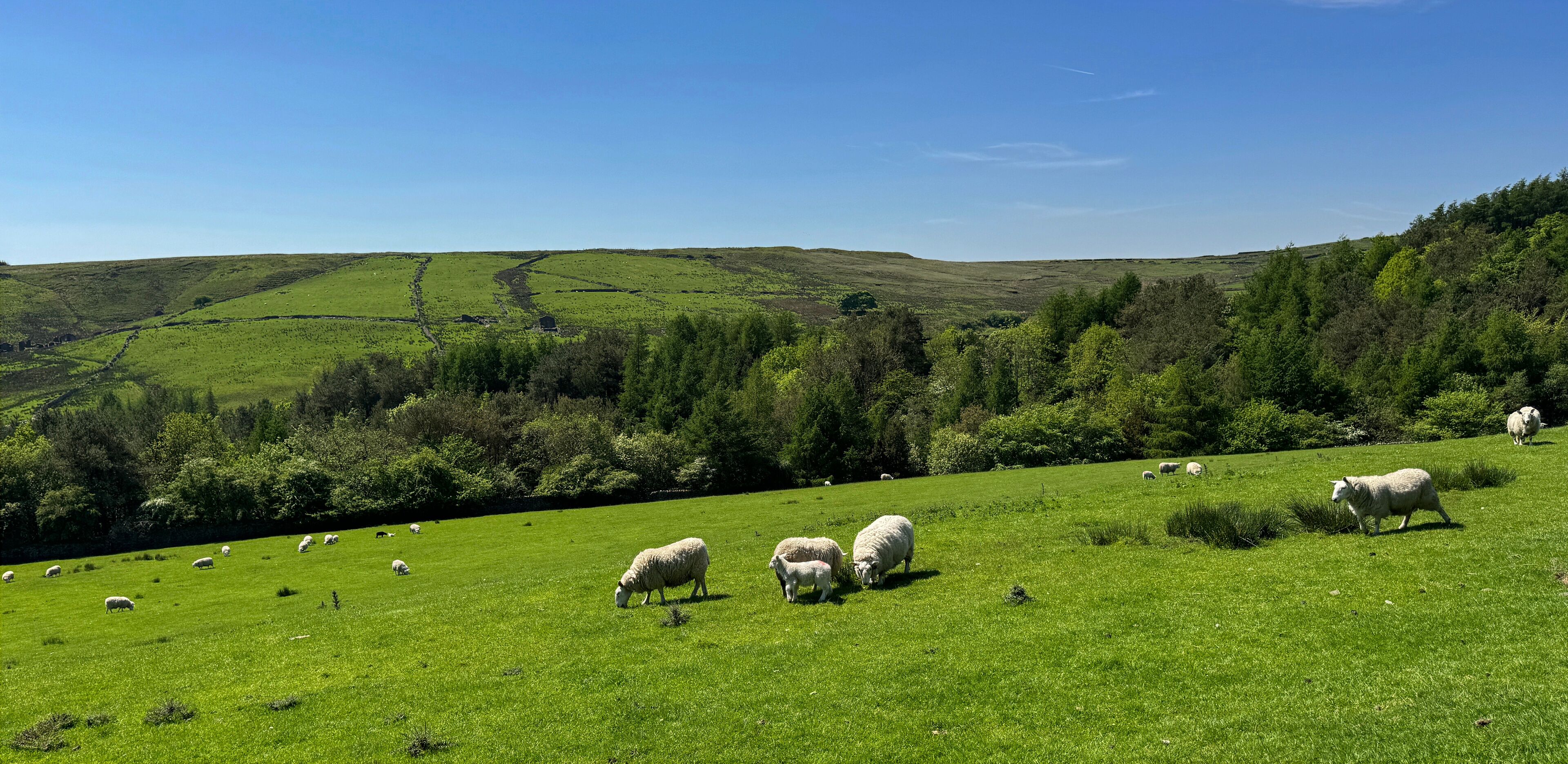 Tranquil pastoral landscape, with grazing sheep in a lush green meadow under a blue sky, with gentle rolling hills marking the horizon near, Grane Road, Rossendale, UK