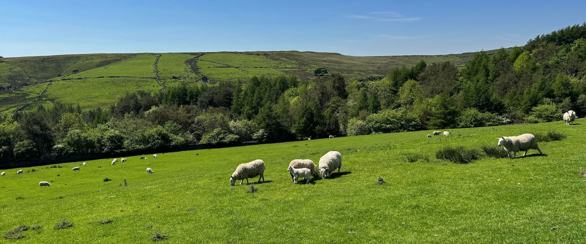 A green field with sheep grazing, surrounded by hills and trees.