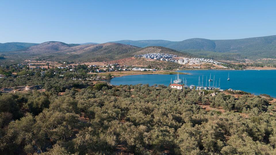 A coastal town with a marina, surrounded by hills and dense olive groves.