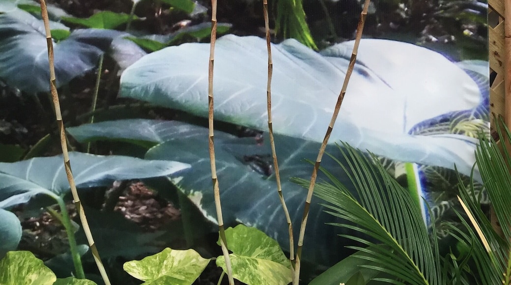 19th Annual Deep Orchid Society Show.