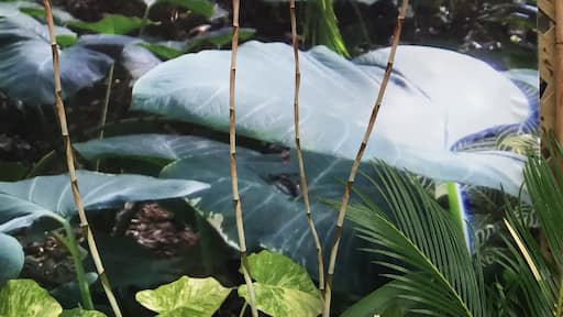 19th Annual Deep Orchid Society Show.