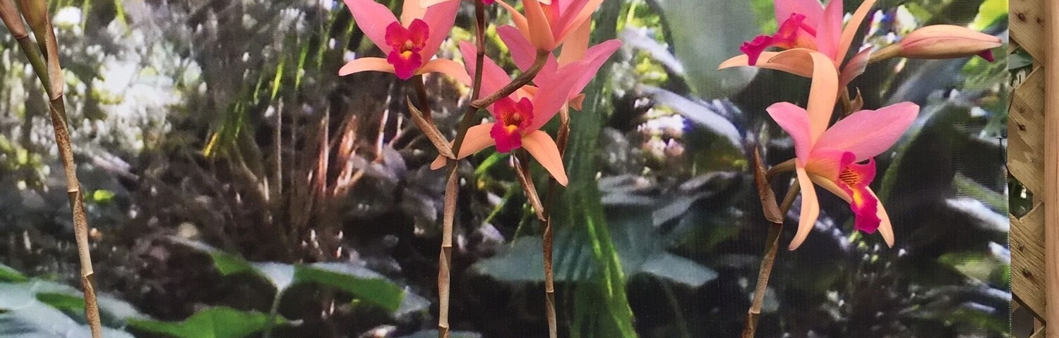19th Annual Deep Orchid Society Show.