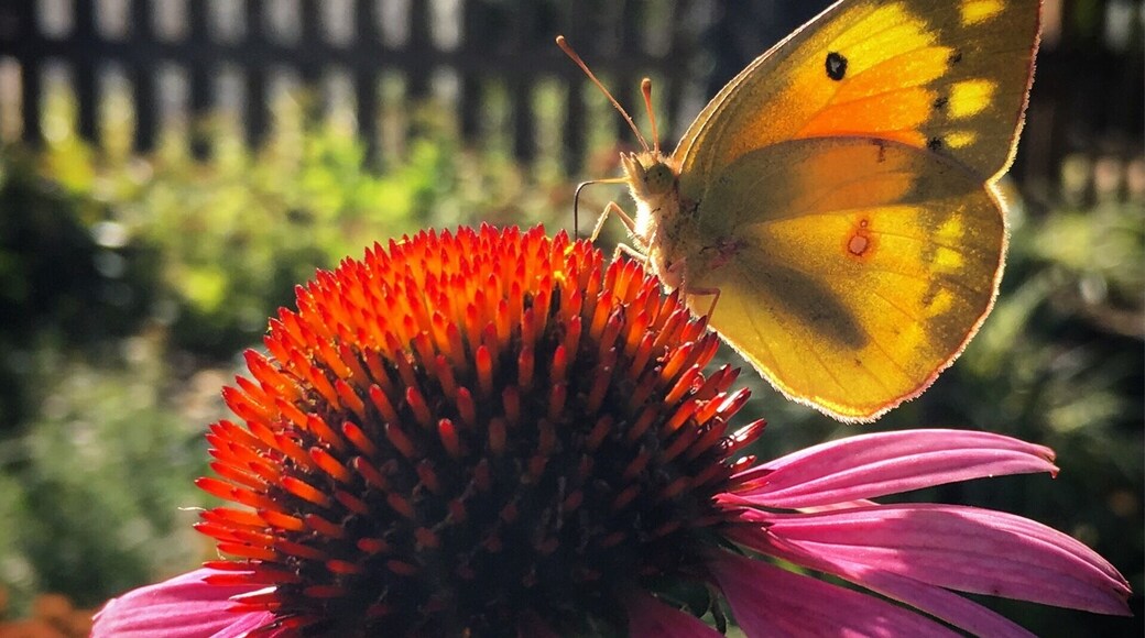 Clifton Day is a Fall tradition