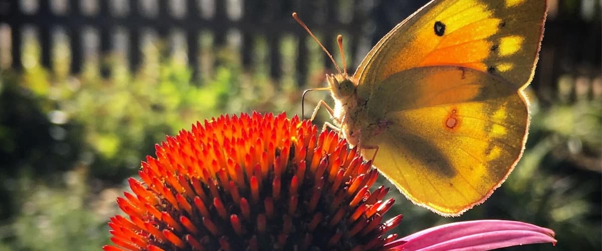 Clifton Day is a Fall tradition