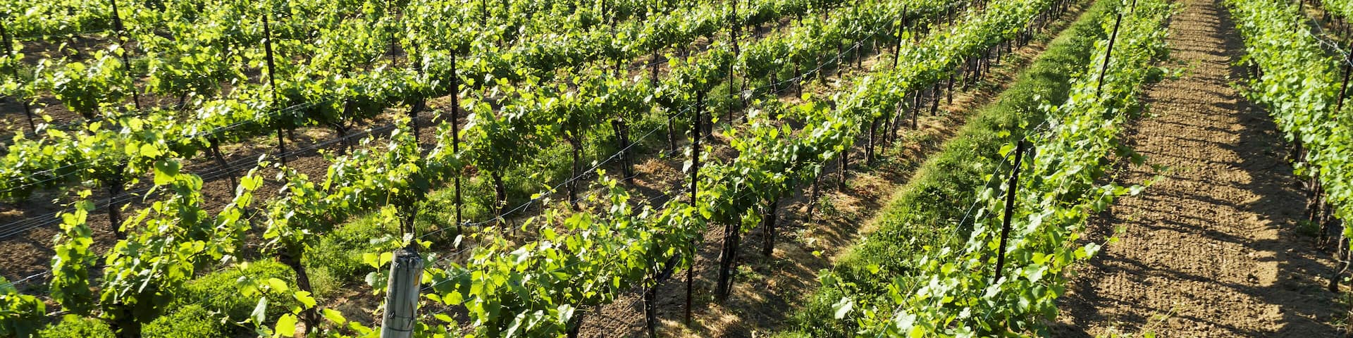 High angle view of rows of grapevines; Vineland, Ontario, Canada