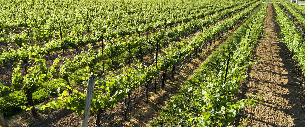 A vineyard with rows of grapevines under a clear sky.