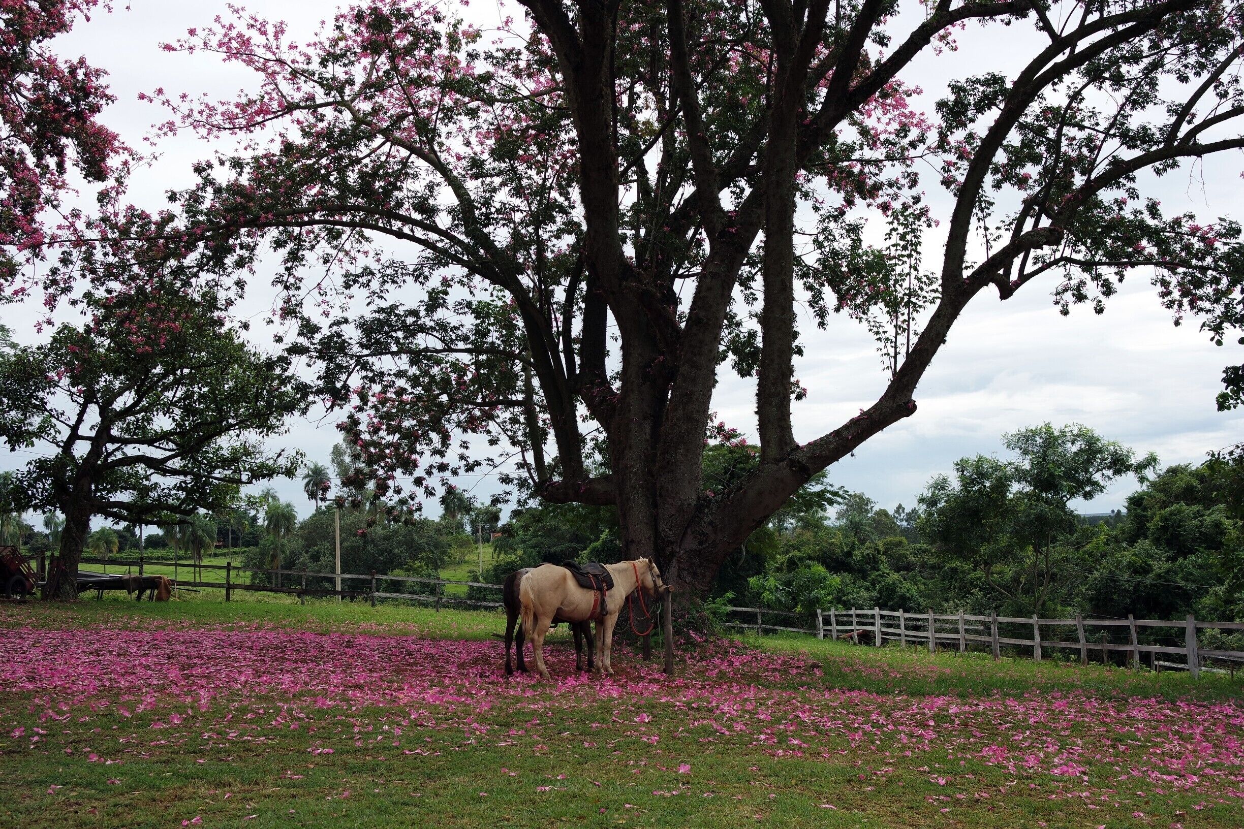 Great pousada in Brotas offering local tours (river rafting, zip lining, hikes, etc.). Incredibly friendly staff, we didn't stay the night just showed up to do a guided hike and were still treated like family. 