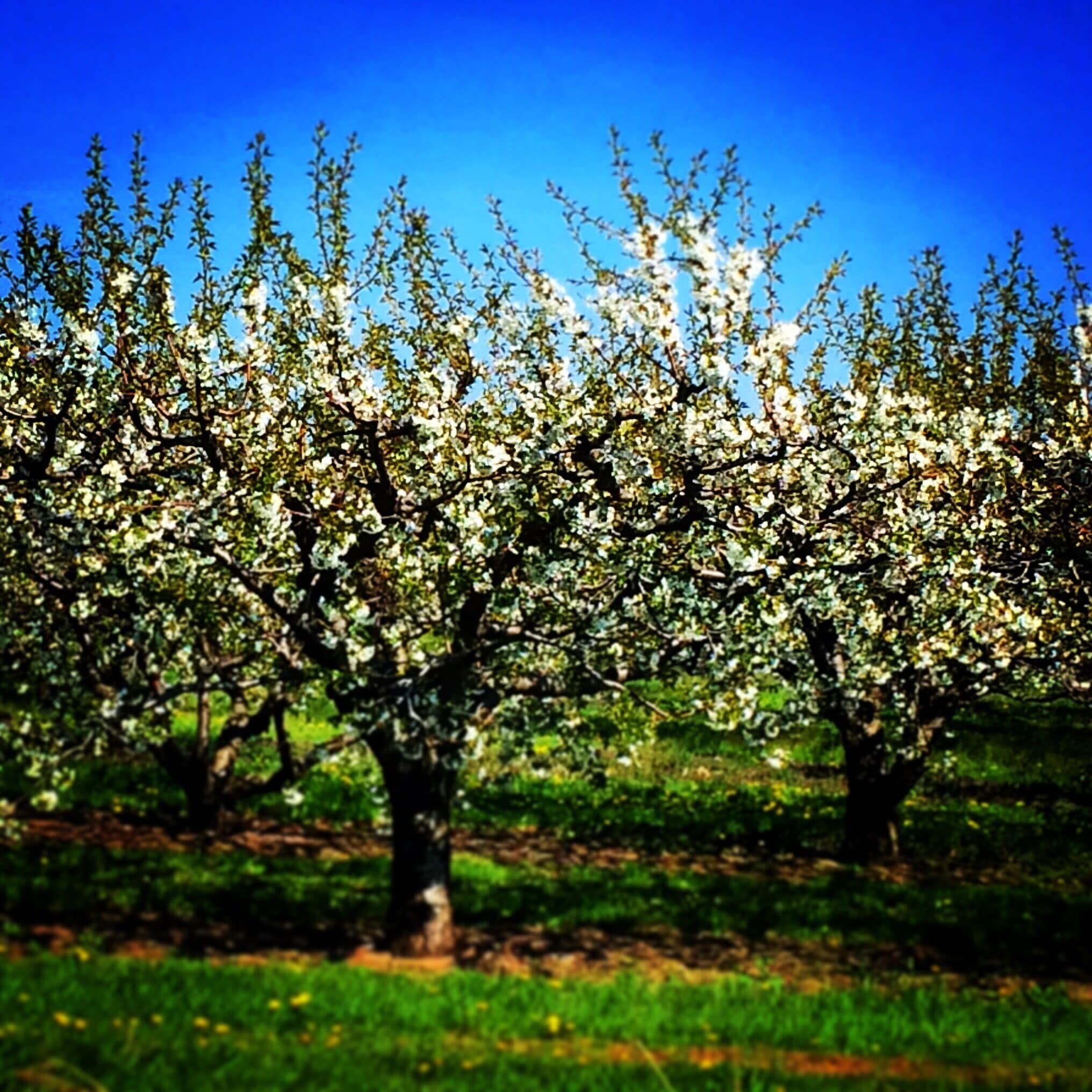 Spring in rural Niagara means beautiful blossoms on the trees that fill the orchards. #green