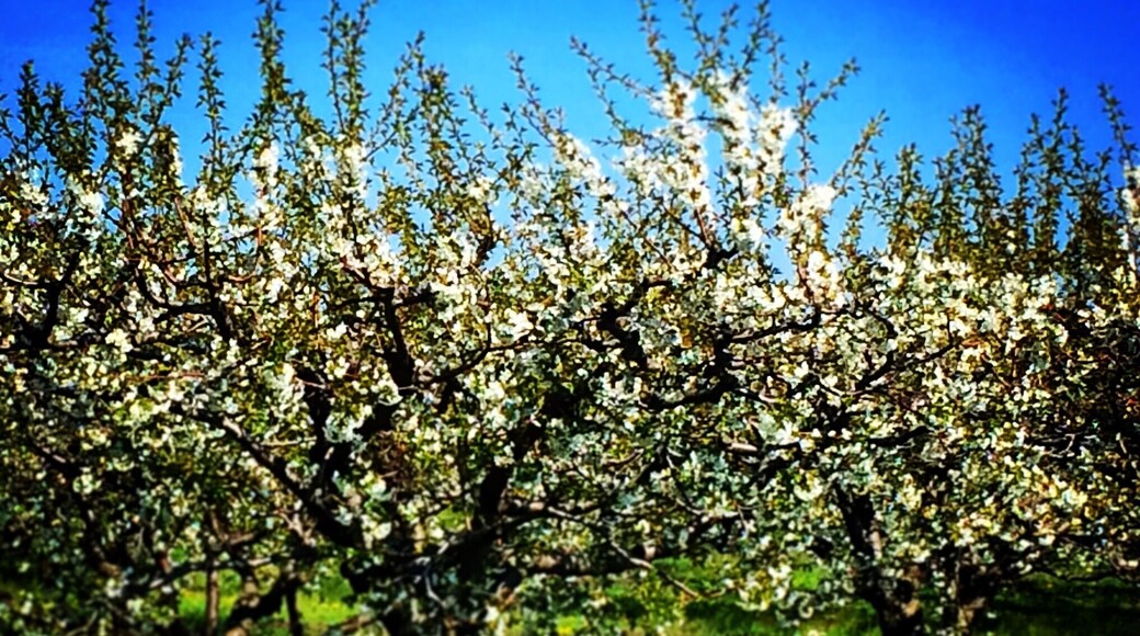 Spring in rural Niagara means beautiful blossoms on the trees that fill the orchards. #green