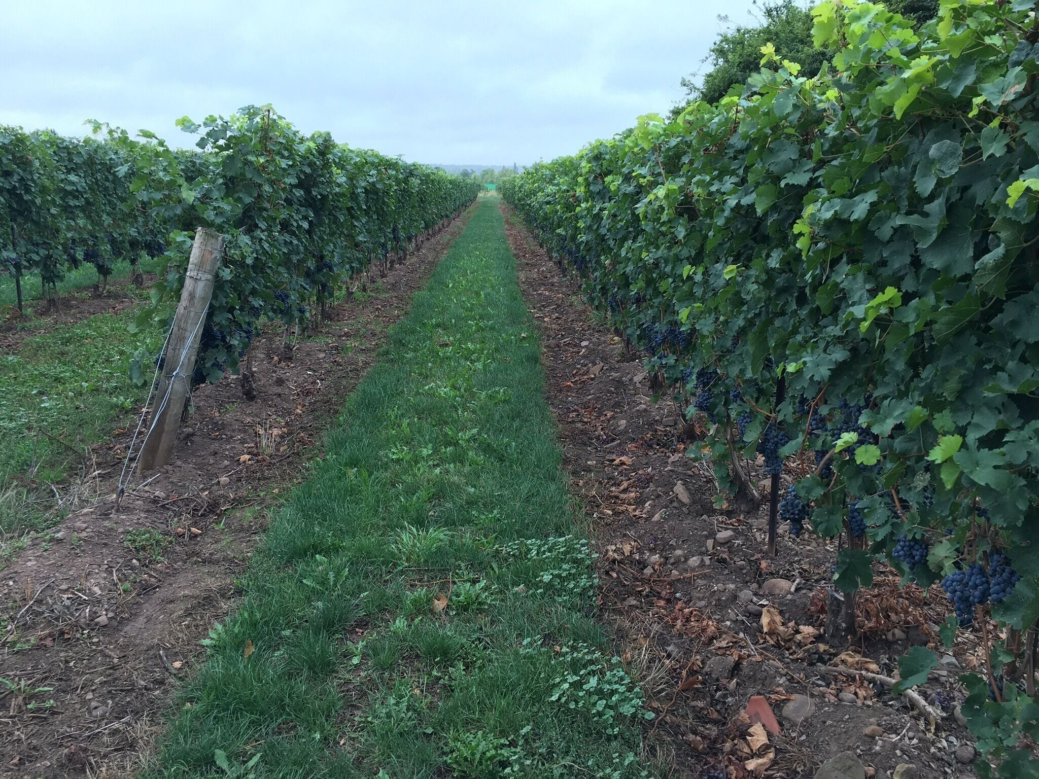 Better than the yellow brick road.