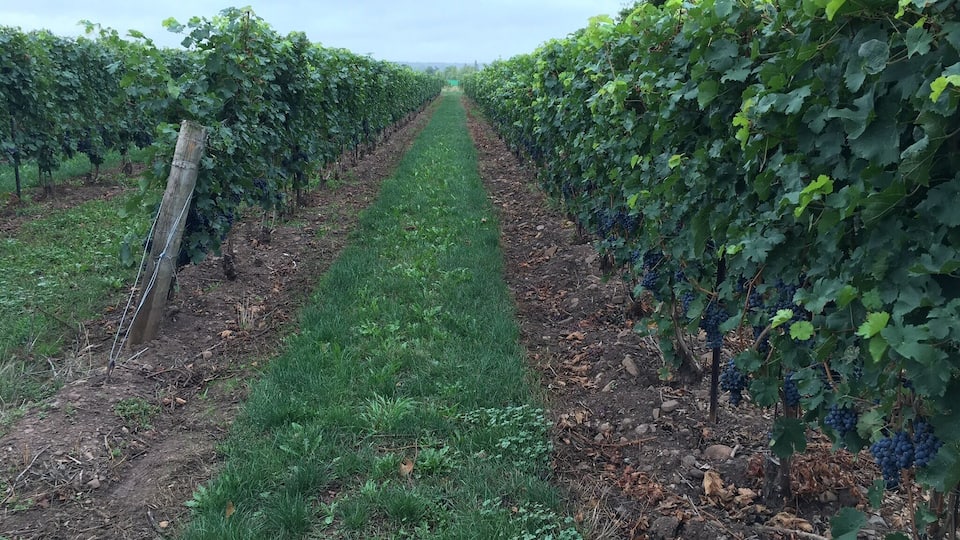 Better than the yellow brick road.