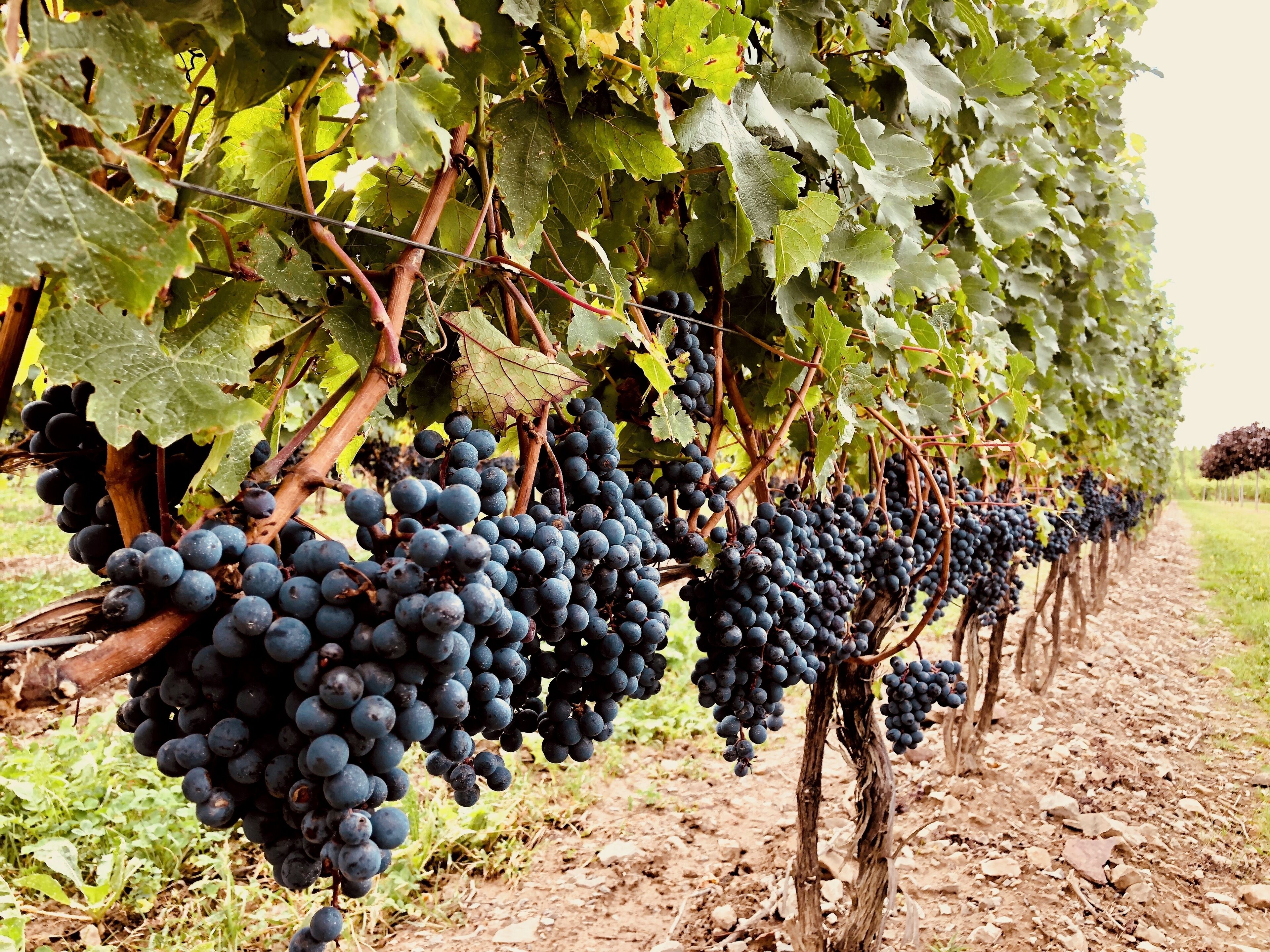 A vineyard with rows of grapevines bearing clusters of dark grapes.