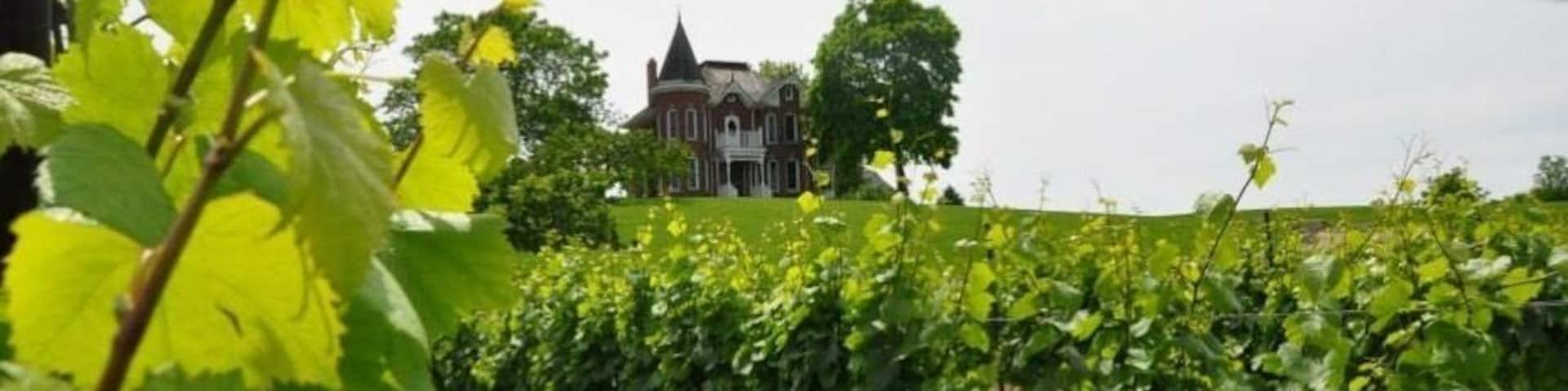 A vineyard with rows of grapevines and a large building in the background.