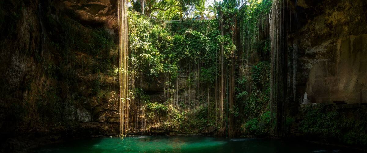 A cave with a water pool and hanging roots.