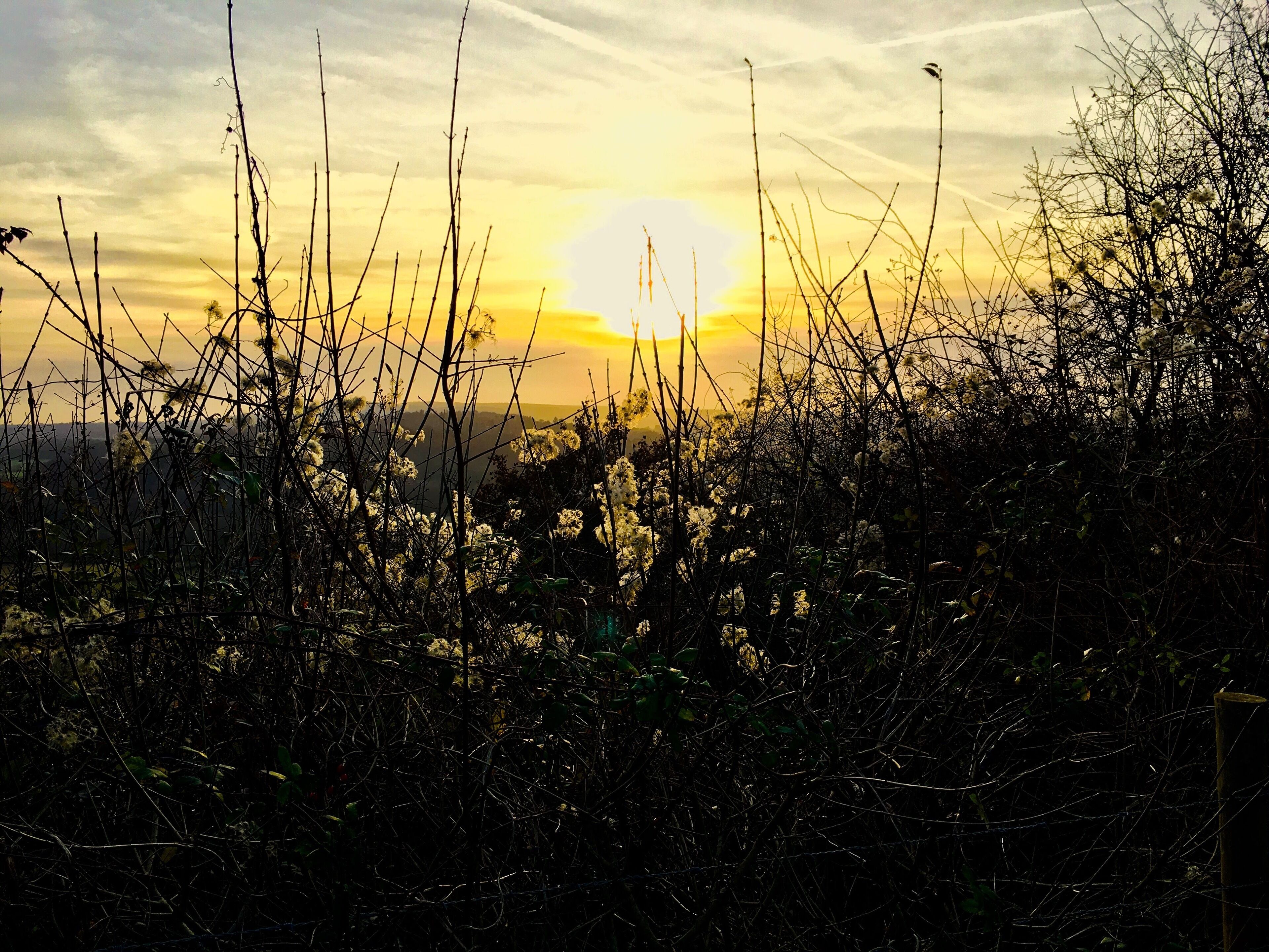 A wintry #Golden hour capture while hiking along Box Hill in Surrey. Featuring walking and cycling trails with sweeping views, this location features prominently in Jane Austen's Emma (the picnic on Box Hill) 