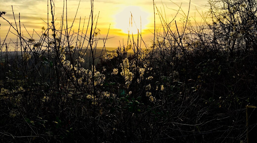 A wintry #Golden hour capture while hiking along Box Hill in Surrey. Featuring walking and cycling trails with sweeping views, this location features prominently in Jane Austen's Emma (the picnic on Box Hill)