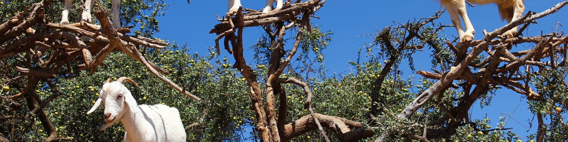 Quatro cabras em um galho de árvore com folhas verdes e frutos amarelos.