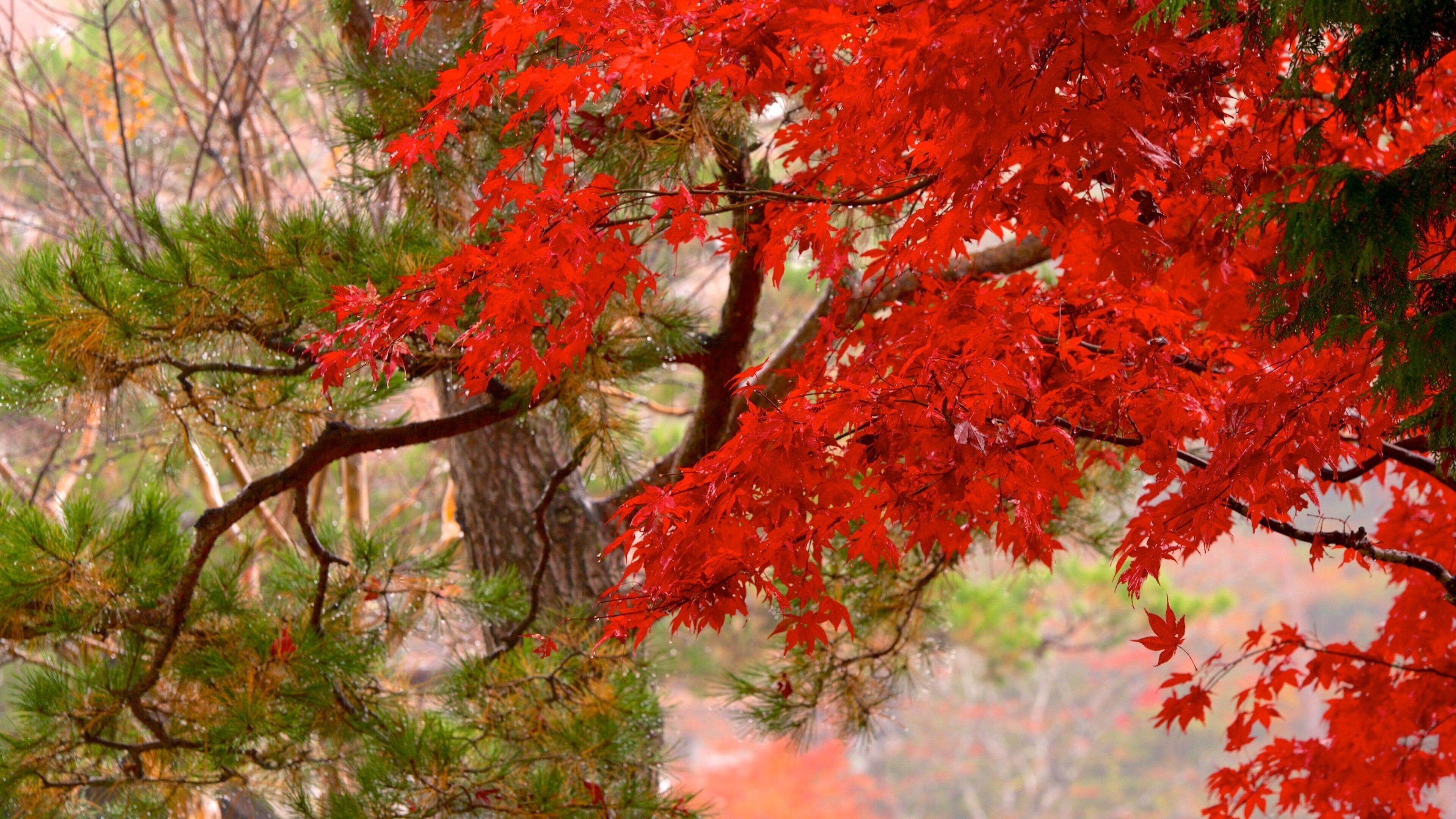 Hida Minzoku Mura Folk Village which includes fall colors