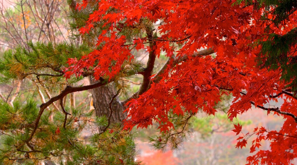 Hida Minzoku Mura Folk Village which includes fall colors