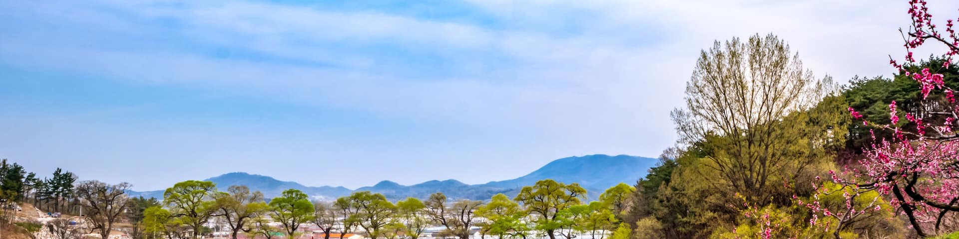 Peach blossoms beautifully bloomed in Gyeongsan bangogji, South Korea.