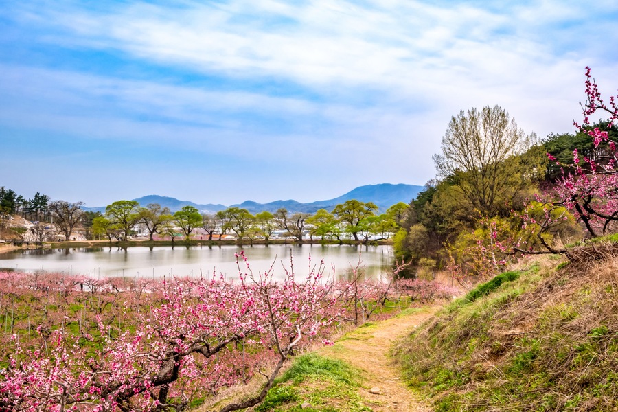 Peach blossoms beautifully bloomed in Gyeongsan bangogji, South Korea.