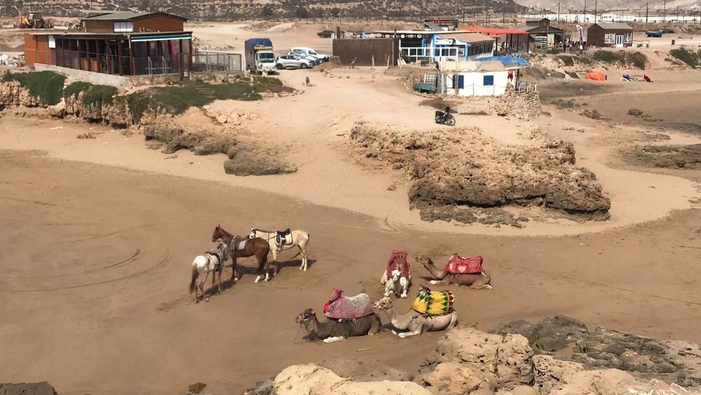 The view from the top of Devil’s Rock in Tamraght Morocco. #morocco #tamraght #devilsrockmorocco #beach #camels #camelsonthebeach #cameltan #viewpoint #flashpackingbarbie #worldtrip2019 #moroccansummer #moroccanbeach