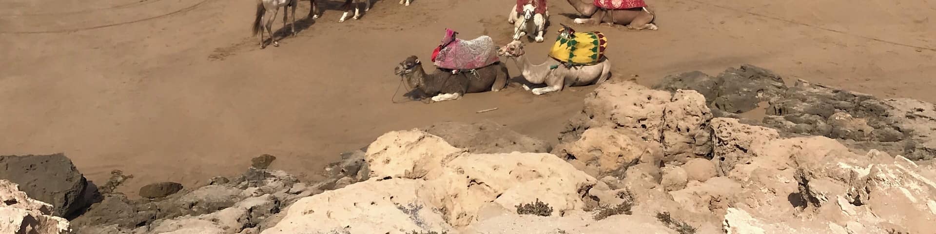 The view from the top of Devil’s Rock in Tamraght Morocco. #morocco #tamraght #devilsrockmorocco #beach #camels #camelsonthebeach #cameltan #viewpoint #flashpackingbarbie #worldtrip2019 #moroccansummer #moroccanbeach