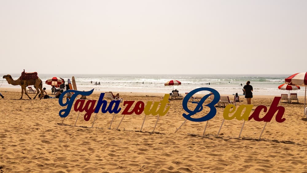 A beach with a camel, beach chairs, and umbrellas.