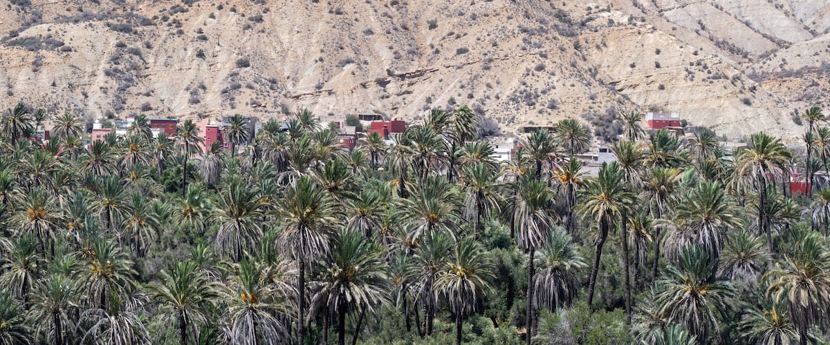 A dense palm tree forest with a mountainous backdrop.
