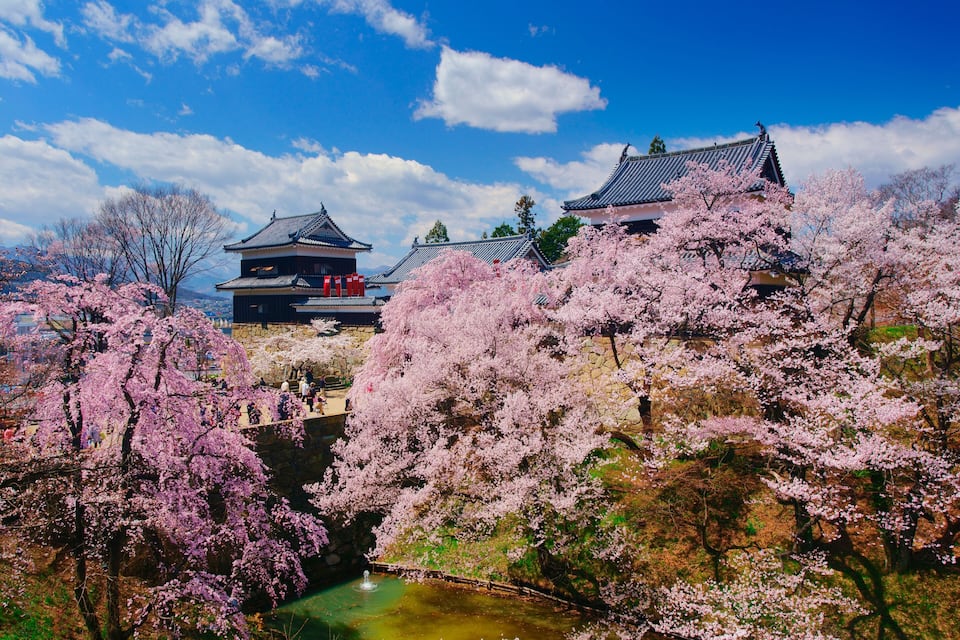 A traditional Japanese temple surrounded by cherry blossoms.