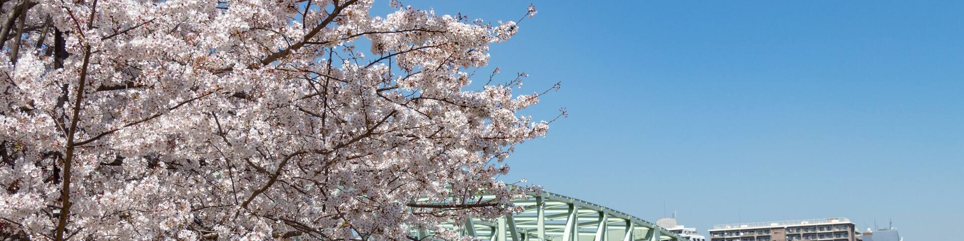 A green bridge over water, cherry blossoms, and buildings in the background.
