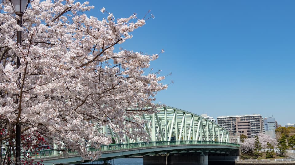 Scenery with cherry blossoms near Aioi Bridge in Chuo-city, Tokyo, Japan