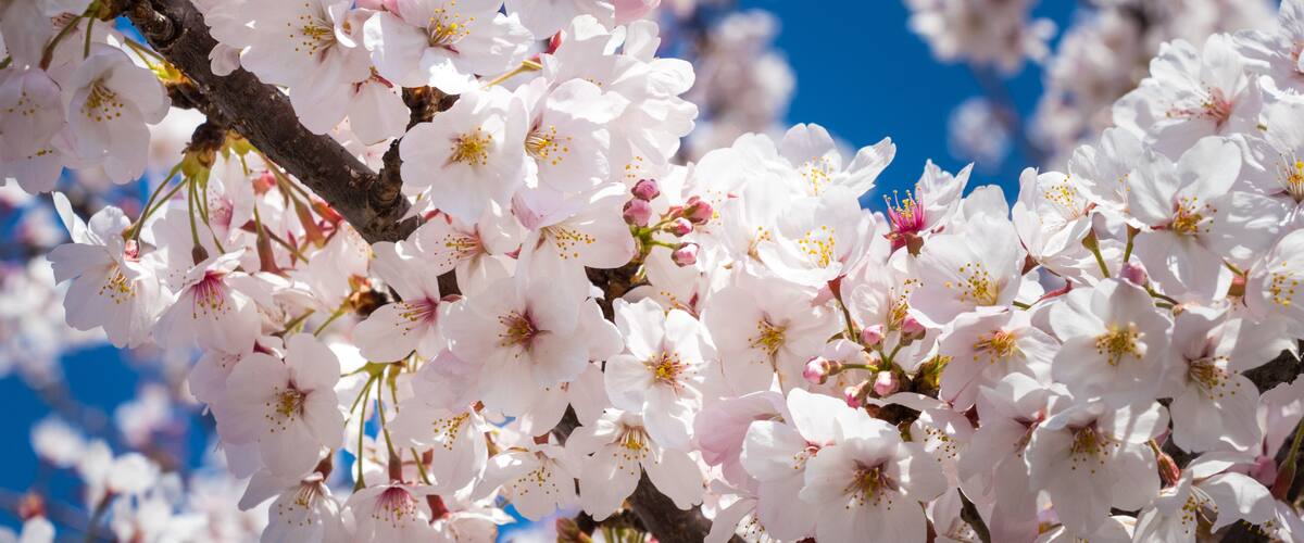 Scenery with cherry blossoms near Aioi Bridge in Chuo-city, Tokyo, Japan
