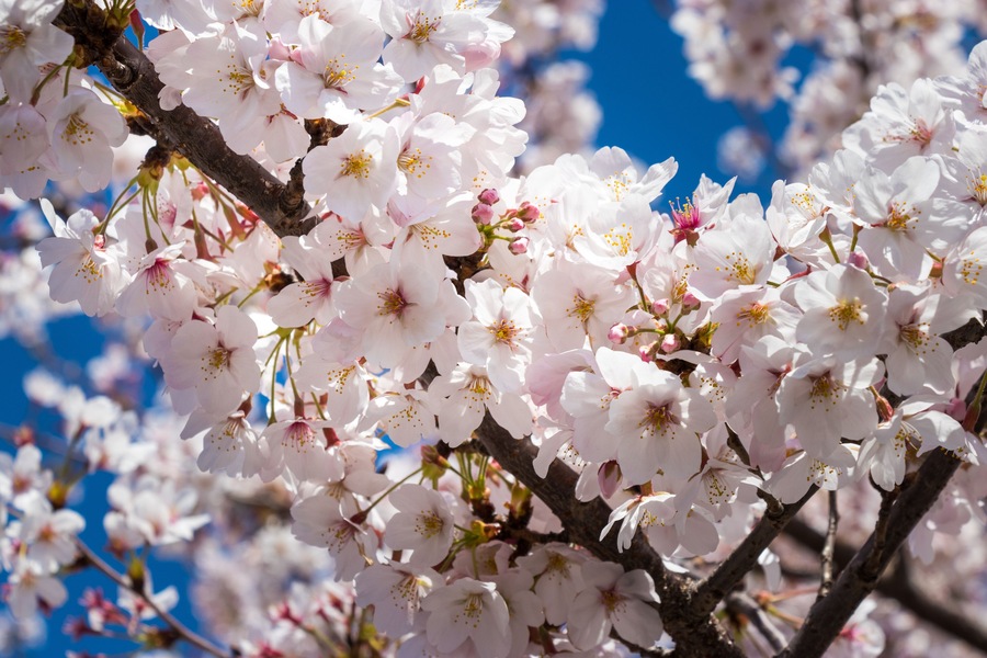 Scenery with cherry blossoms near Aioi Bridge in Chuo-city, Tokyo, Japan