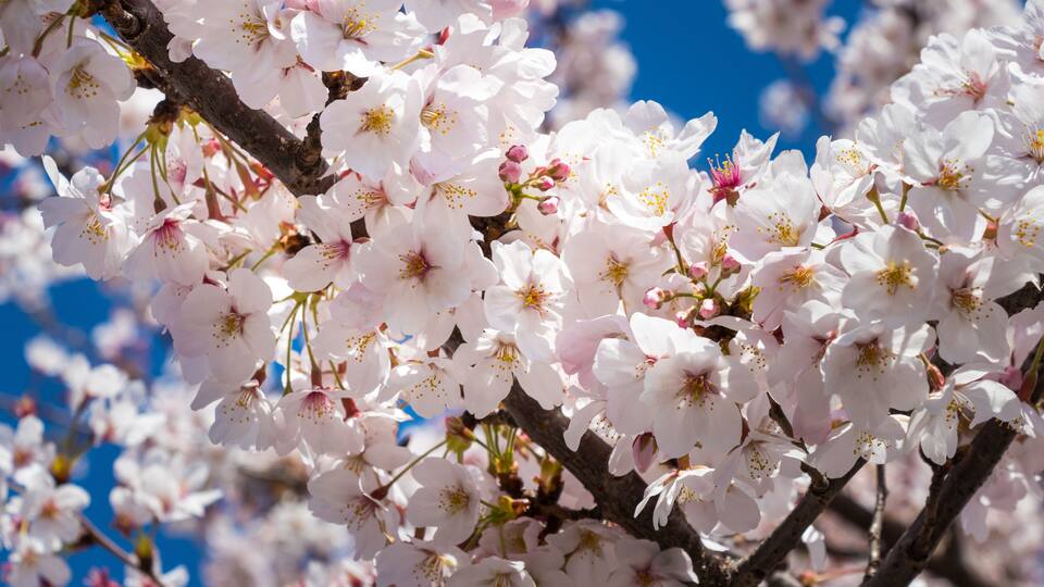Scenery with cherry blossoms near Aioi Bridge in Chuo-city, Tokyo, Japan