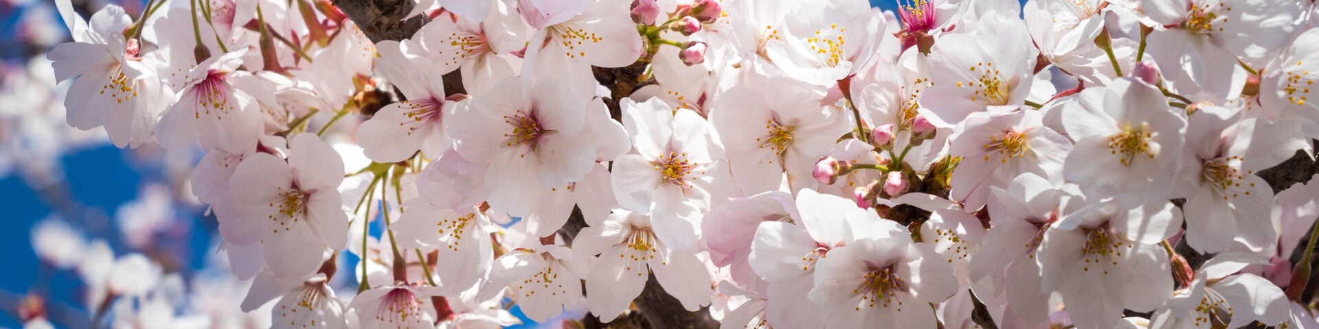 Scenery with cherry blossoms near Aioi Bridge in Chuo-city, Tokyo, Japan