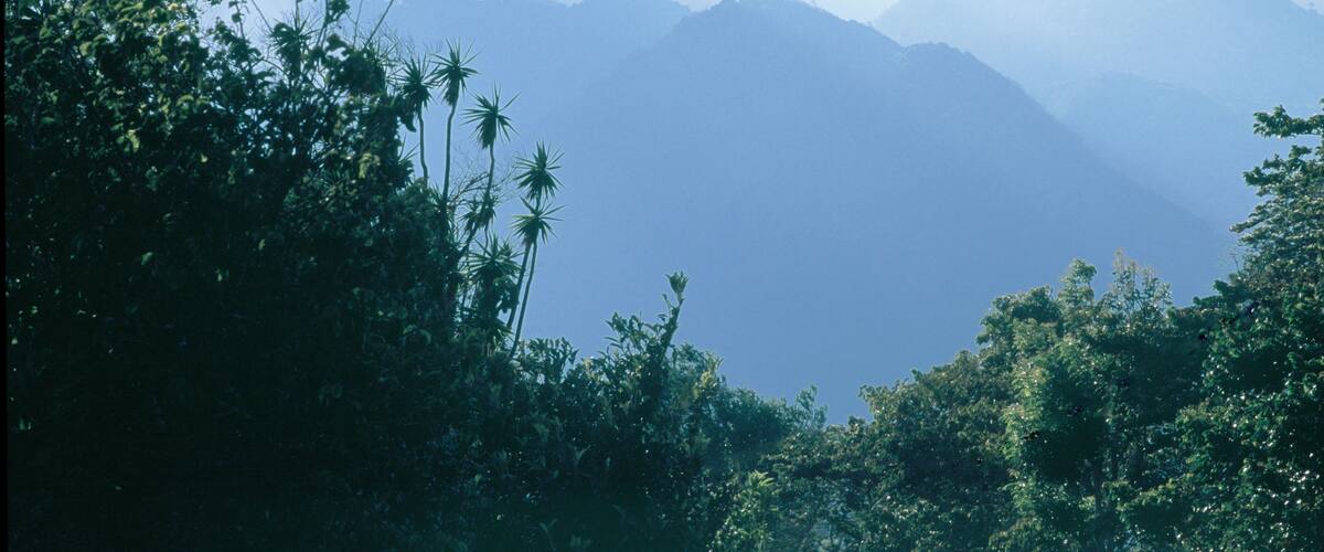 A mountainous landscape with dense foliage and mist-covered peaks.