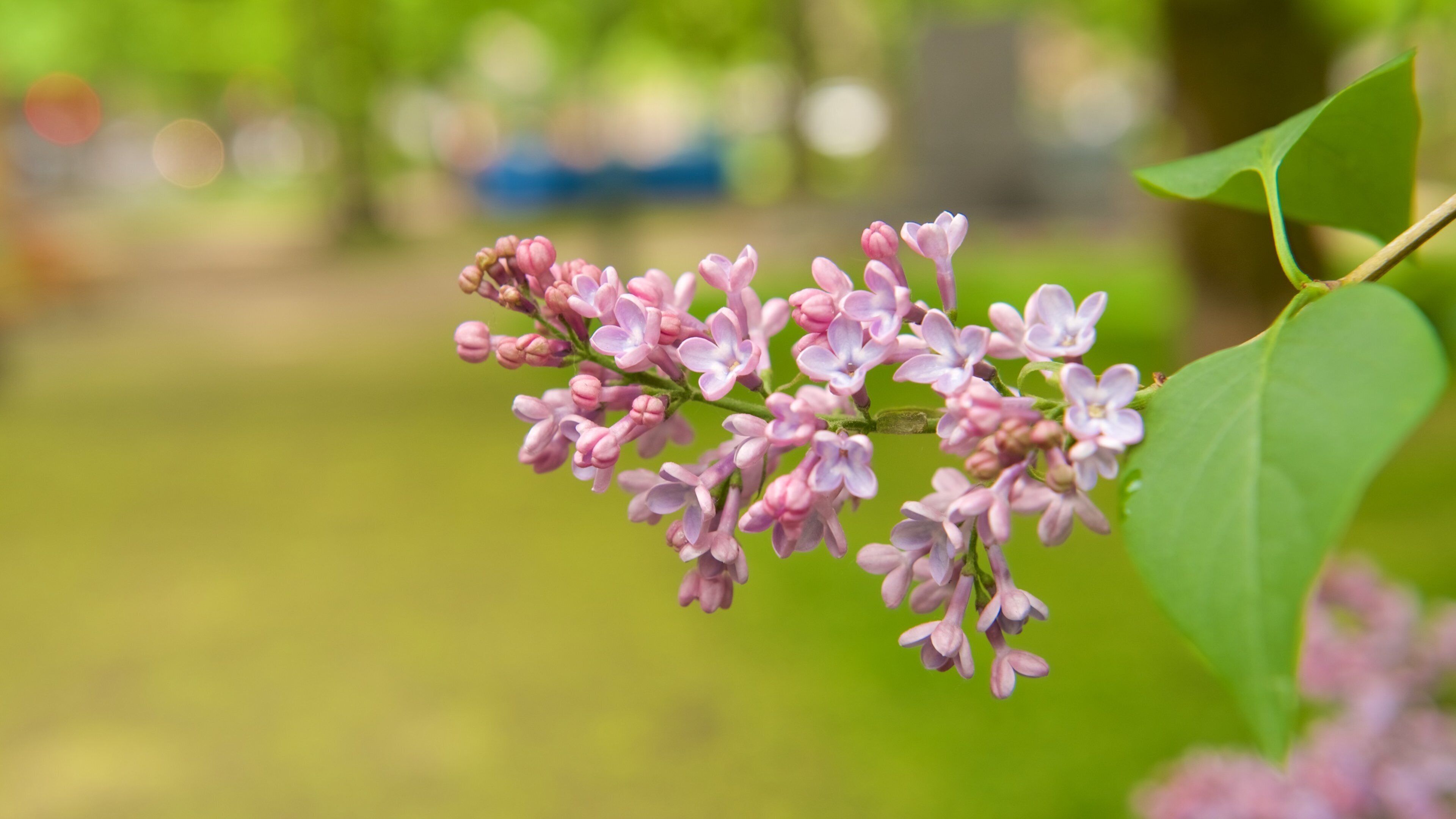 Iglesia Vieja de Helsinki ofreciendo flores