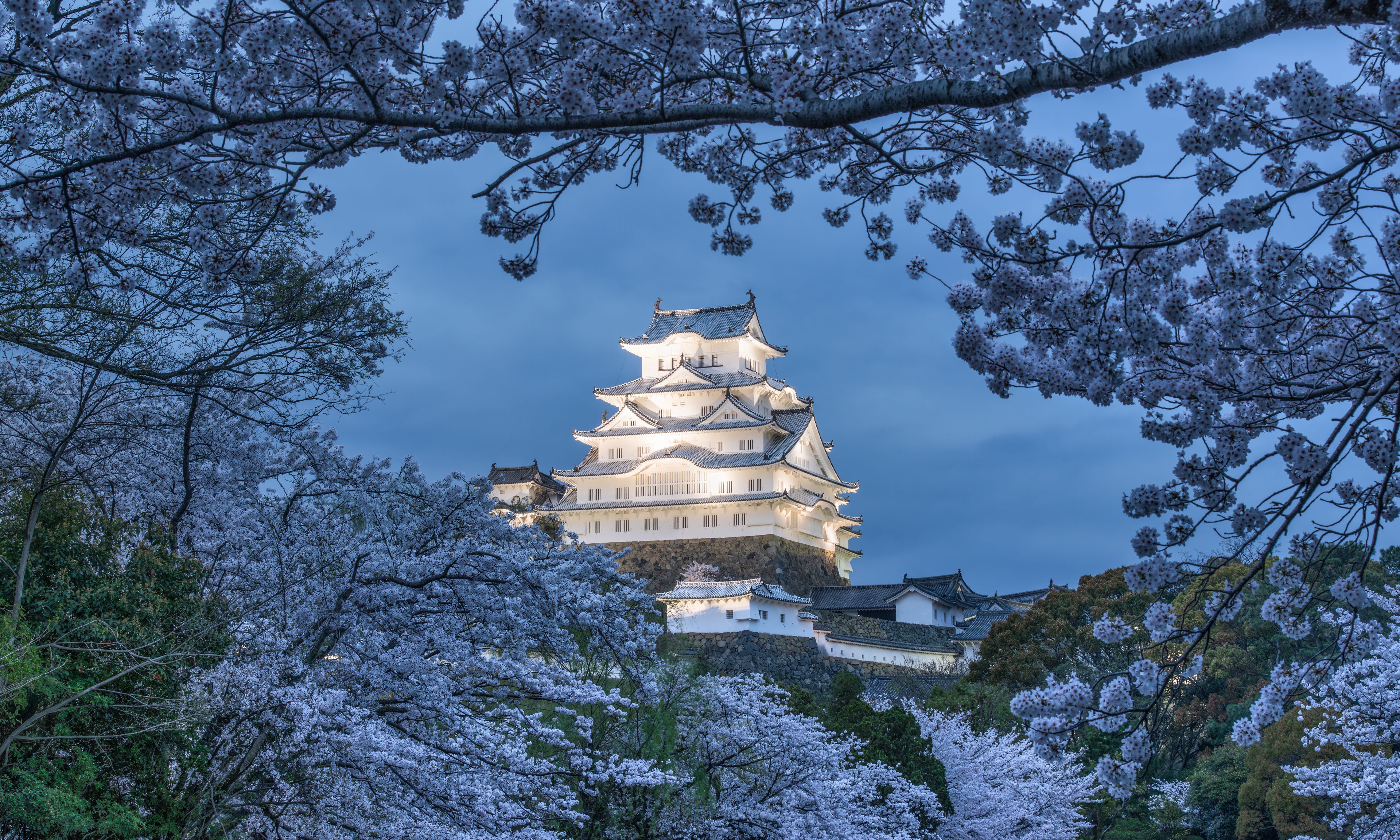 Himeji castle at night with cherry blossom in full bloom, Hyogo Prefecture, Japan