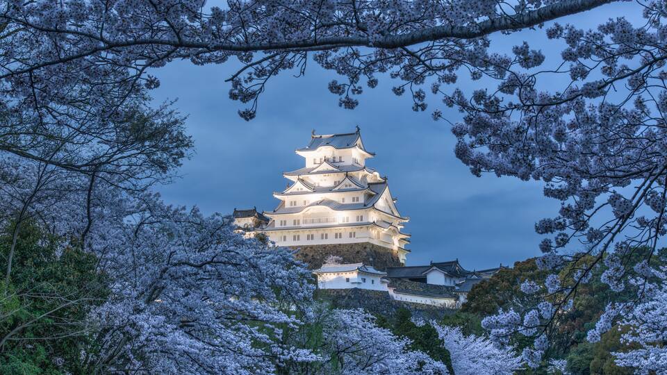 Himeji castle at night with cherry blossom in full bloom, Hyogo Prefecture, Japan